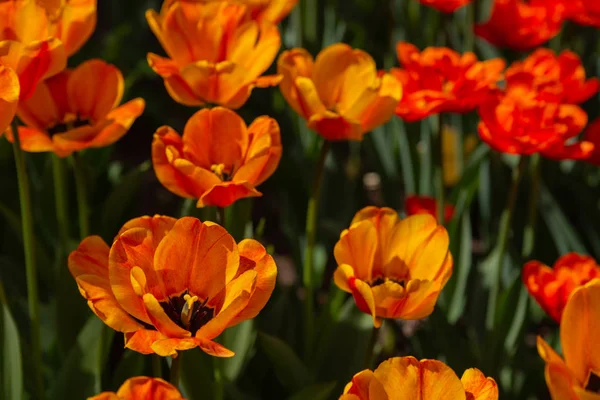 Många ljusa orange och Röda tulpaner i parken på en solig dag — Stockfoto