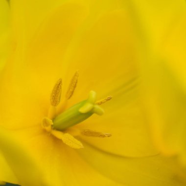 bulanık yeşil arka plan üzerinde alışılmadık bir renk lale çiçek makro çekim