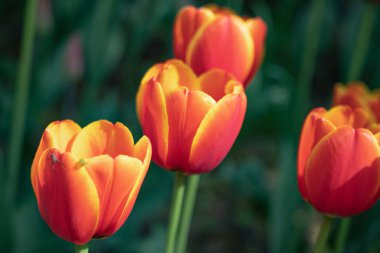 yeşil yaprakların bir arka plan üzerinde Park'ta güneşli bir günde kırmızı lale ler çiçek