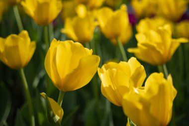 Sarı laleler yeşil yaprakların arka planında güneşli bir günde çiçek açarlar.