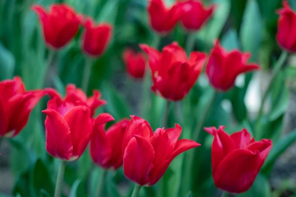 Röda tulpaner blommar på en solig dag i parken på en bakgrund av gröna blad — Stockfoto