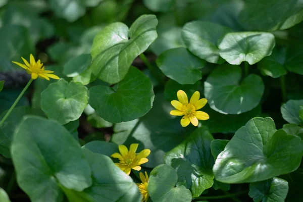Many small yellow flowers in the forest, spring forest flowers on the background of green leaves — Stock Photo, Image