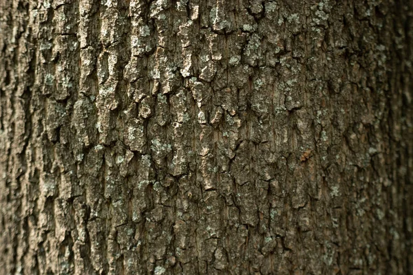 Tree bark texture — Stock Photo, Image