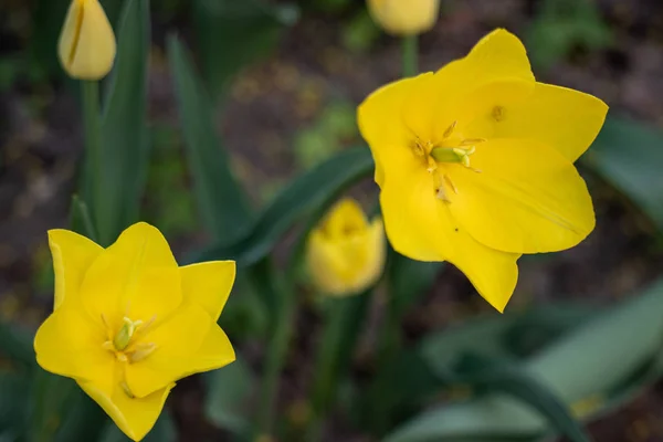 Tulipanes amarillos cerca de fondo —  Fotos de Stock