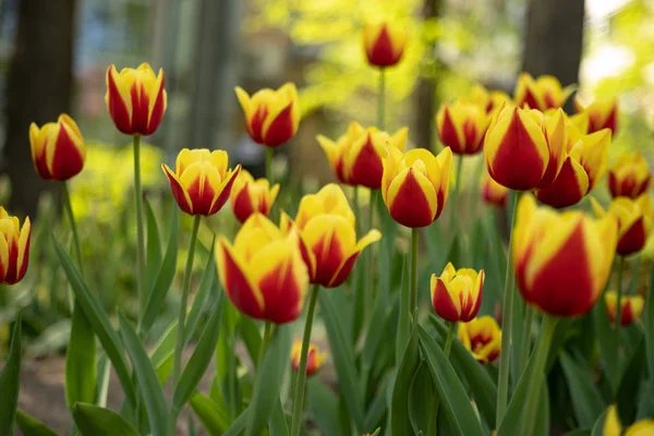 red tulips with yellow pattern bloom on a Sunny day in the Park on a background of green leaves