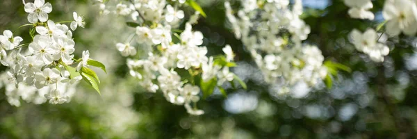 Ветка яблони с белыми цветами на размытом фоне — стоковое фото