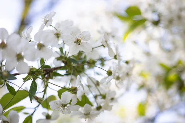 Fiori di mele bianche su uno sfondo sfocato di alberi in fiore — Foto Stock