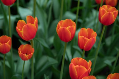 Güneşli bir günde Parkta birçok parlak kırmızı laleler