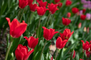 Güneşli bir günde Parkta birçok parlak kırmızı laleler