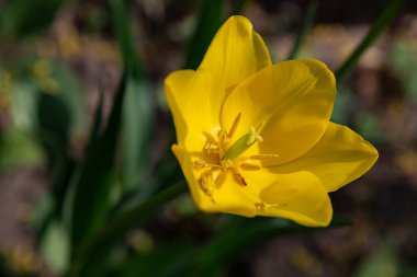 bulanık yeşil arka plan üzerinde alışılmadık bir renk lale çiçek makro çekim