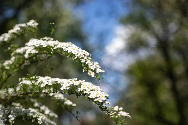 Sul ramo la spirea fiorì molti piccoli fiori. Texture o sfondo . — Foto Stock