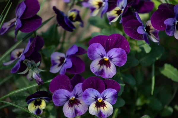 Multicolored pansies bloom in the spring garden — Stock Photo, Image