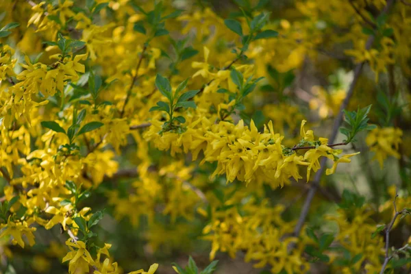 Popularny w Europie krzew Forsythia kwitnie piękne żółte złote kwiaty słoneczny dzień wiosny w parku — Zdjęcie stockowe