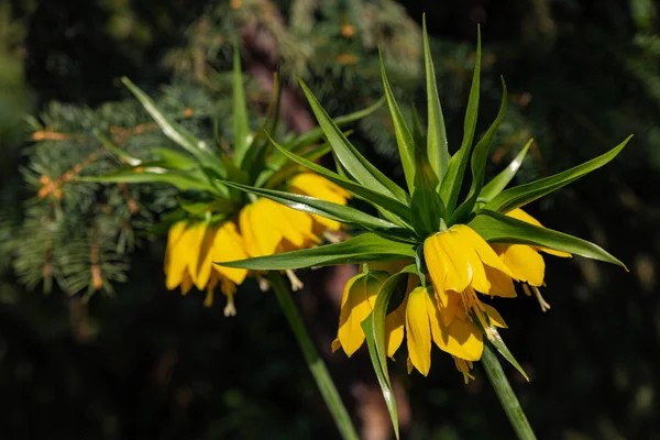 Exotique jaune Fritillaria Fleur impériale sur un fond flou de branches de sapin — Photo