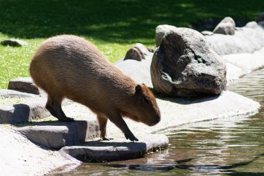Sevimli ve komik hayvan capybara veya su domuz en büyük kemirgen