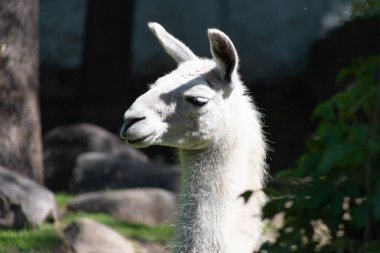 Moskova hayvanat bahçesinde evcil paketi hayvan kabarık beyaz lama