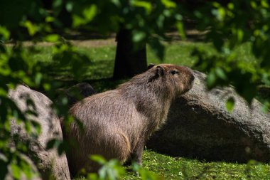 Sevimli ve komik hayvan capybara veya su domuz en büyük kemirgen
