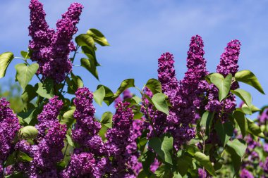 Çiçek açan leylağın bahar dalı