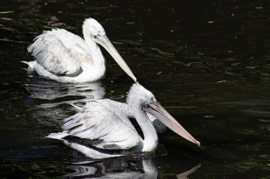 Dalmaçyalı pelikan Pelecanus crispus dünyanın en büyük Pelikan