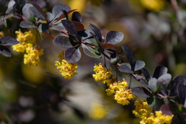 Çiçekli Thunberg böğürtleni veya Berberis thunbergii. Kırmızı yapraklı ve sarı çiçekli Cultivar