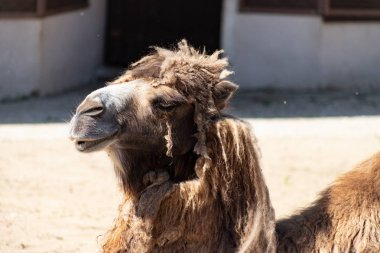 Kötü hayvan refahı. Moskova hayvanat bahçesinde shabby unkempt deve