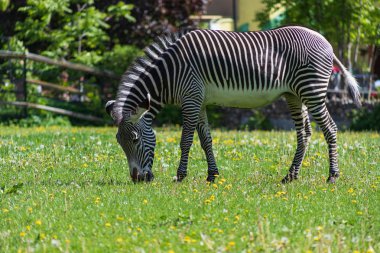 Siyah ve beyaz çizgili Zebra Moskova hayvanat bahçesinde karahindiba ile yeşil bir çayır üzerinde otlatma