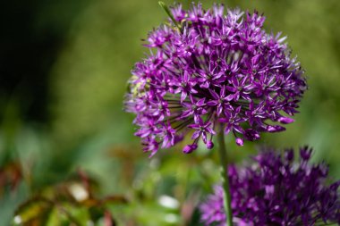 Bir yaz tarlasında alışılmadık güzel soğan çiçekleri yakın çekim. Alley allium giganteum .