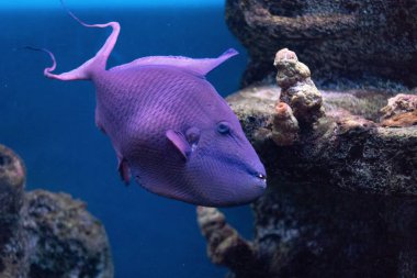Triggerfish Krasnopolye veya Kraliçe siyah tetik, Kırmızı çentikli Kırmızı Fang güçlü diş raskrytaya mercan ile egzotik yakışıklı balık tetik