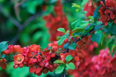 Japonca Ayva çiçek