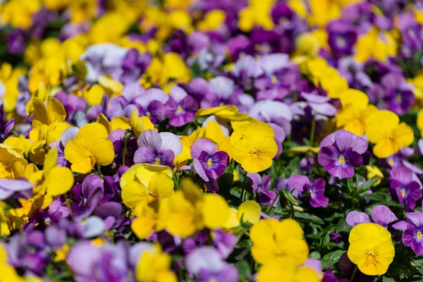 Çok renkli pansy çiçek veya pansies arka plan veya kart olarak yakın — Stok fotoğraf