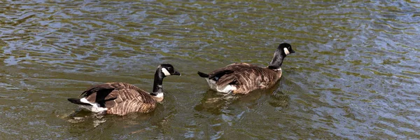 Two Canada goose Branta canadensis swim in the water — Stock Photo, Image