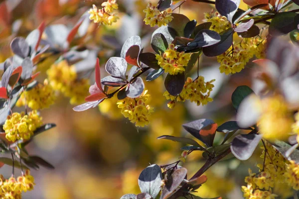 Kwitną jagody Thunberga albo Berberis thunbergii. Odmiana z czerwonymi liśćmi i żółtymi kwiatami — Zdjęcie stockowe
