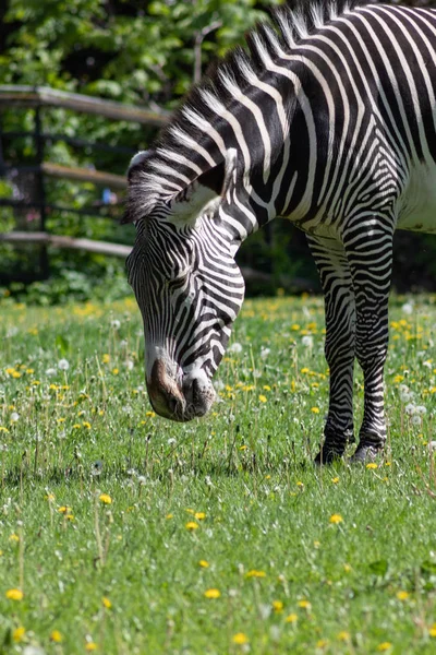 Zebra listrada preto e branco pastando em um prado verde com dentes-de-leão no zoológico de Moscou — Fotografia de Stock