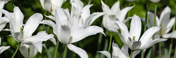 Tulip petals extend into long arcs. Lily flowering tulip — Stock Photo, Image