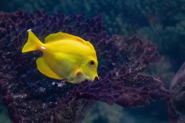 수족관에서 밝은 산호 물고기 얼룩말 노란색 — 스톡 사진