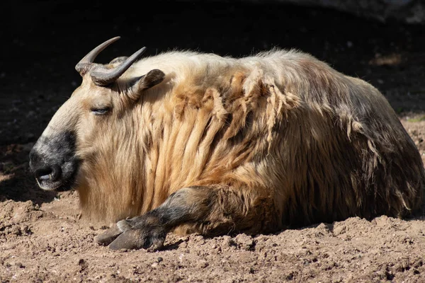 Sichuantakin or Tibetan takin is a goat-antelope. Subspecies of takin, living in forests in the Himalayas. The takin is national symbol of Bhutan. — Stock Photo, Image