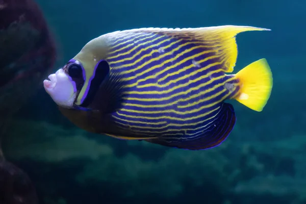 수족관에서 Pomacanthus 천문부 또는 제국 천사 이국적인 아름다운 산호 물고기 — 스톡 사진