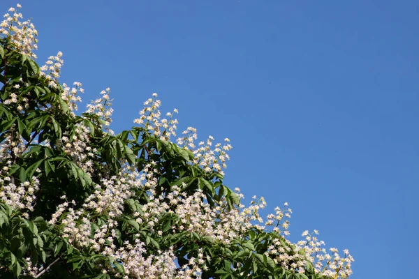 Nádherné větve s bílým okaštany a zelenými listy na modré obloze — Stock fotografie
