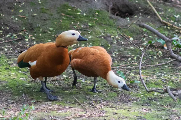 Ein Paar rostiger Scheltenenten tadorna ferruginea, die zielstrebig zusammenkommen und miteinander reden, der Moskauer Zoo — Stockfoto