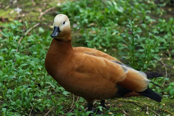 Rostige Ente tadorna ferruginea im Moskauer Zoo auf dem Hintergrund des grünen Grases Porträt — Stockfoto