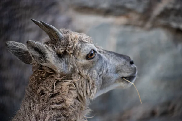 Jonge Oost Kaukasische tur man op de steen. Latijnse naam - Capra cylindricornis kijkt hij bedachtzaam in de verte — Stockfoto