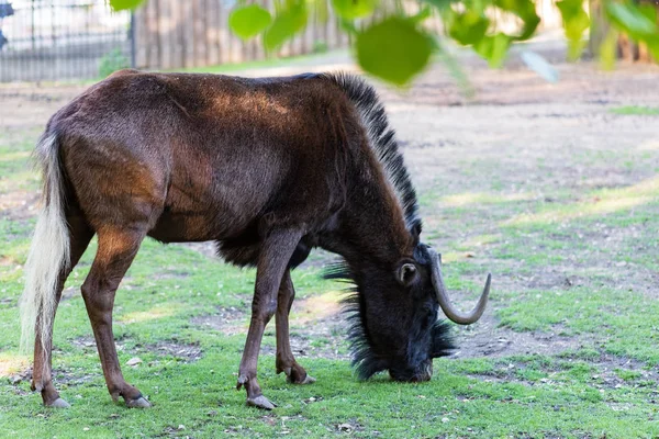 Sällsynta djur Vitstjärtad GNU är fredligt Nibbles gräset — Stockfoto