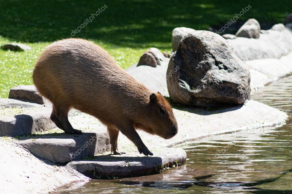 Cute and funny animal capybara or water pig the biggest rodent