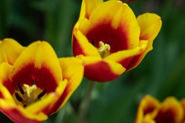 Baharın başında yeşil yapraklı kırmızı desenli sarı laleler.