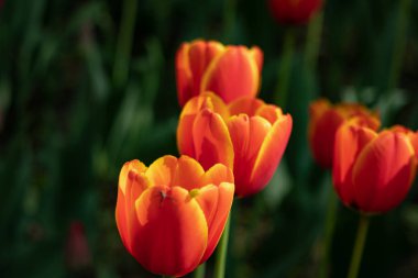 yeşil yaprakların bir arka plan üzerinde Park'ta güneşli bir günde kırmızı lale ler çiçek