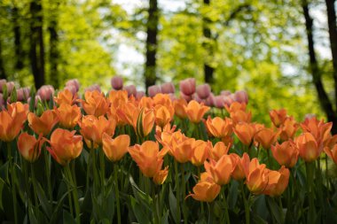 Güneşli bir günde Parkta birçok parlak turuncu laleler