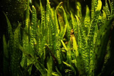 Akvaryum yeşil yosun, akvaryumda flora elemanları