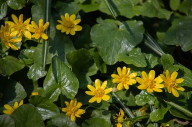 ormanda birçok küçük sarı çiçekler, yeşil yaprakların arka planda bahar orman çiçekleri