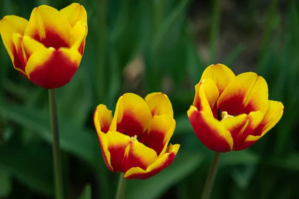 Tulipanes amarillos con patrón rojo sobre un fondo verde de follaje a principios de primavera —  Fotos de Stock