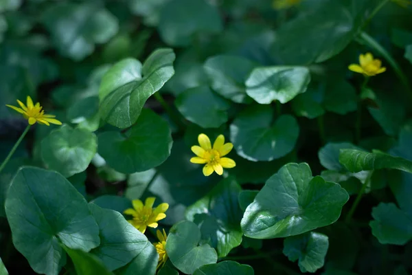 Beaucoup de petites fleurs jaunes dans la forêt, fleurs de forêt de printemps sur le fond de feuilles vertes — Photo